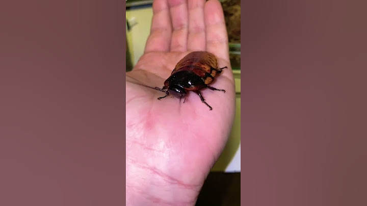 Когда таракан ручной 😏 #cockroach #madagascar #мадагаскарскийтаракан #насекомыевдоме #тараканы