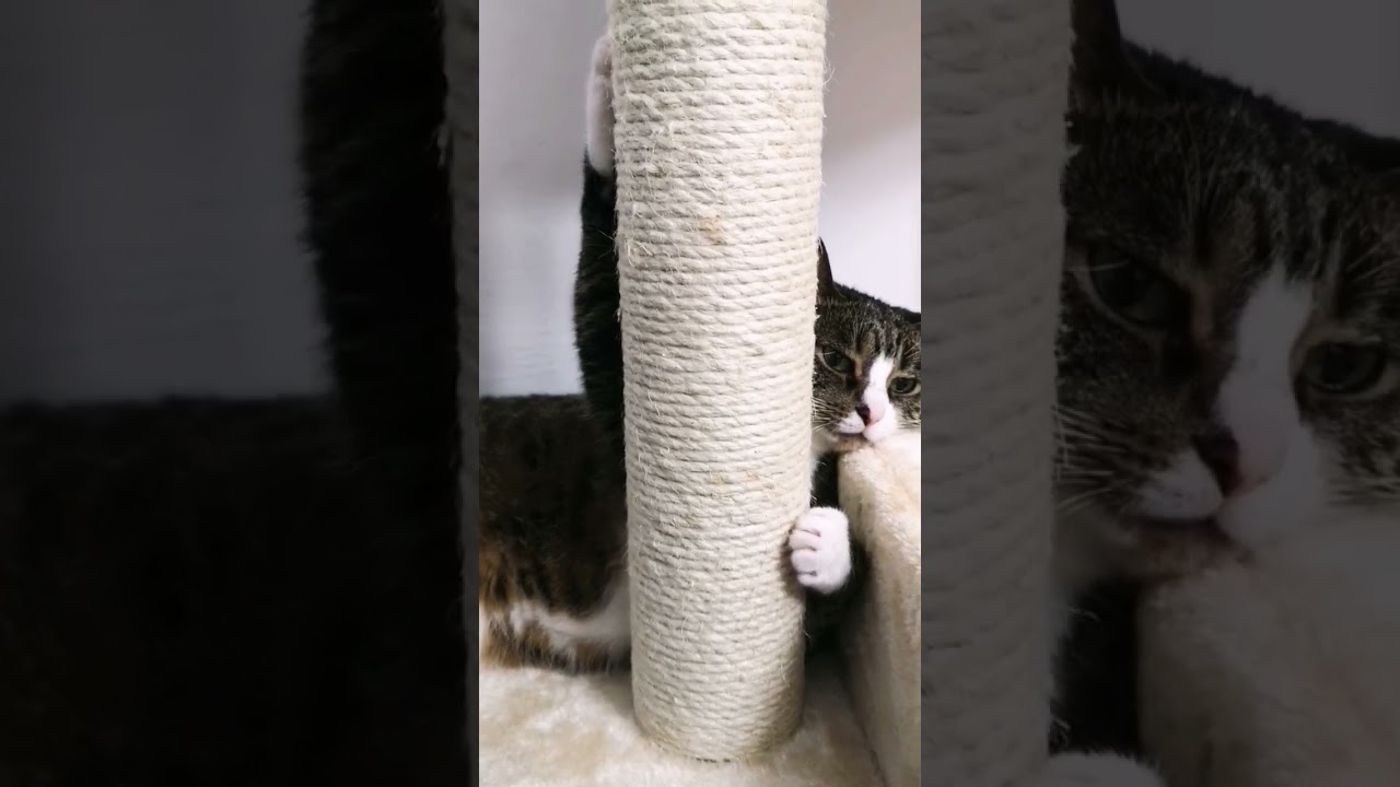 New Cat Tree Seems Good 