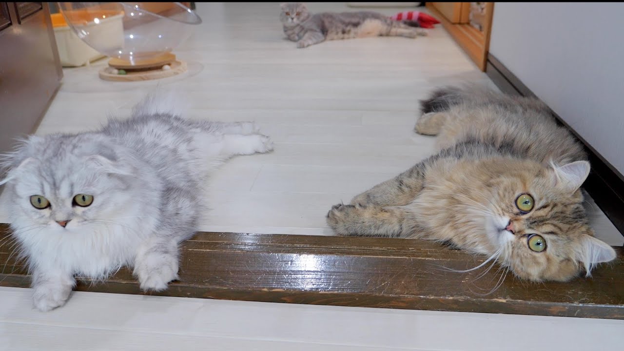 Из-за сильной жары котята один за другим теряли сознание!