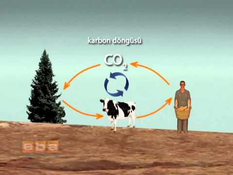 Video: Karbon 14 nasıl ölçülür?