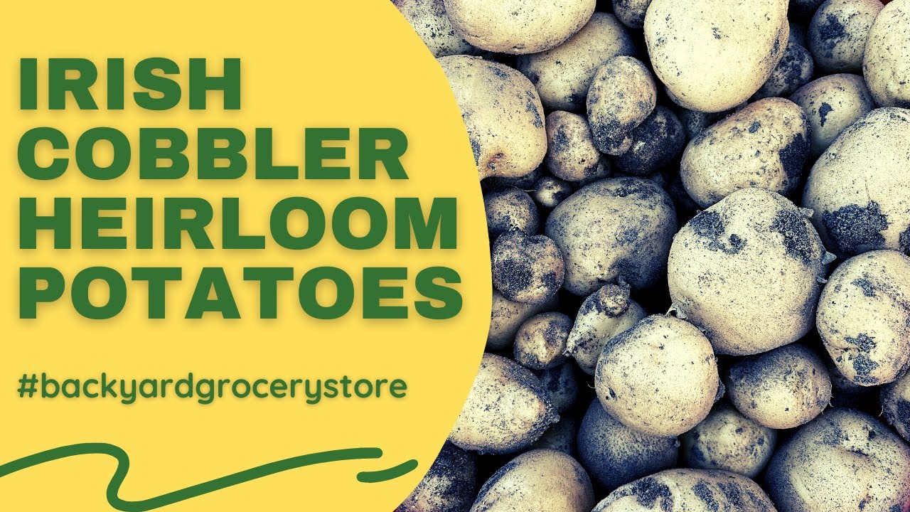 Are ORGANIC POTATOES better? | Heirloom Potato Harvest