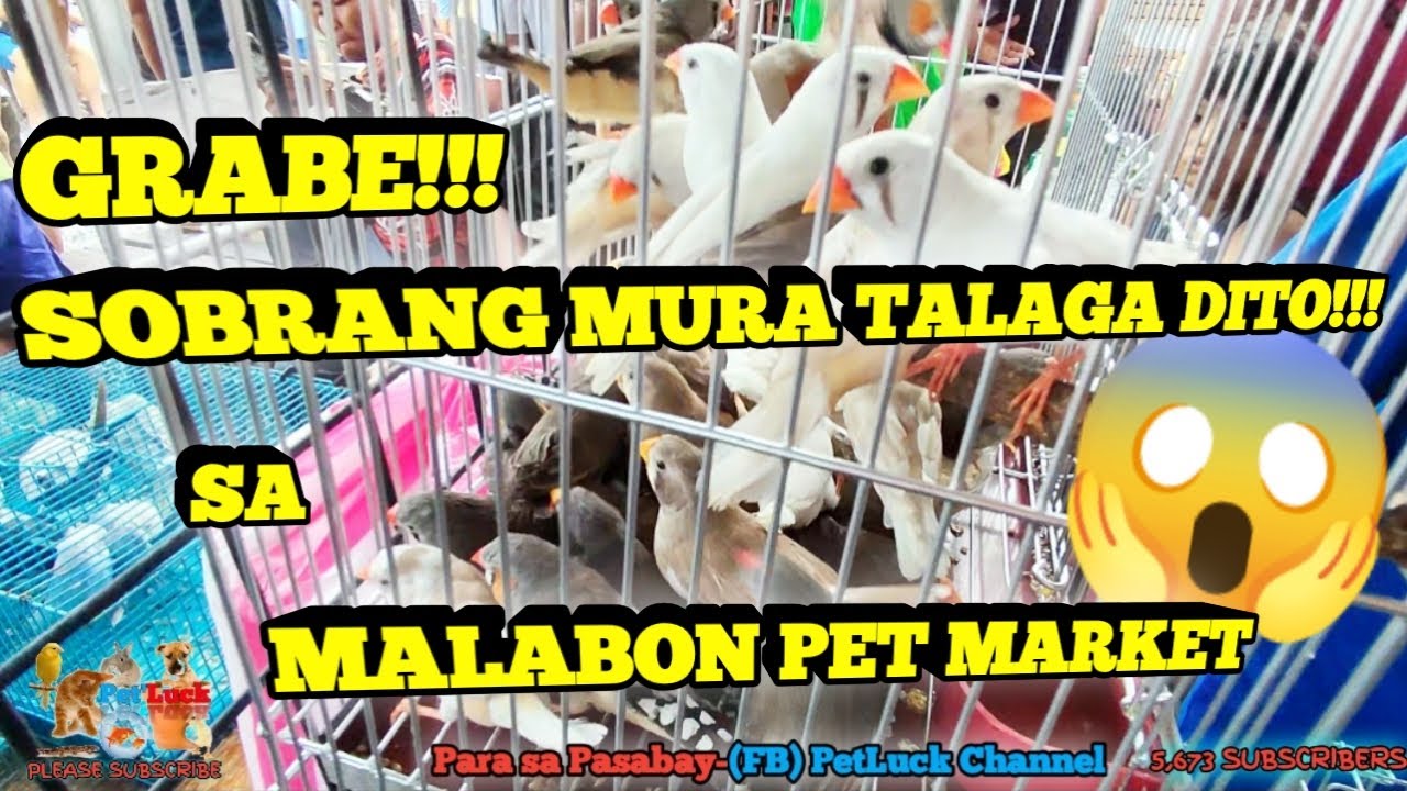GRABE!!! SOBRANG MURA TALAGA DITO SA HULONG DUHAT MALABON PET MARKET.