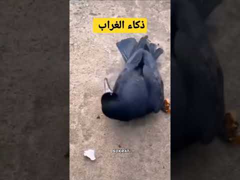 فيديو: كيفية العناية ببيض السحلية (صور توضيحية)