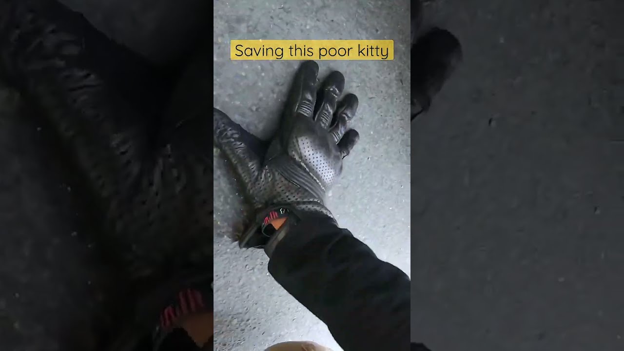 Biker rescues a kitten from traffic 🐱 