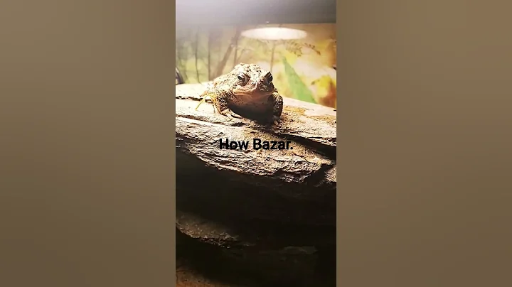 having pet toads be like- #subscribe #toads #shortsvideo #shorts