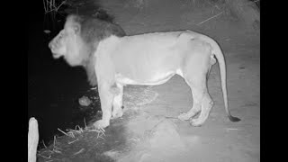 Sasol, (no kink in tail) one of Masungulu male Lions at Rosie's Pan