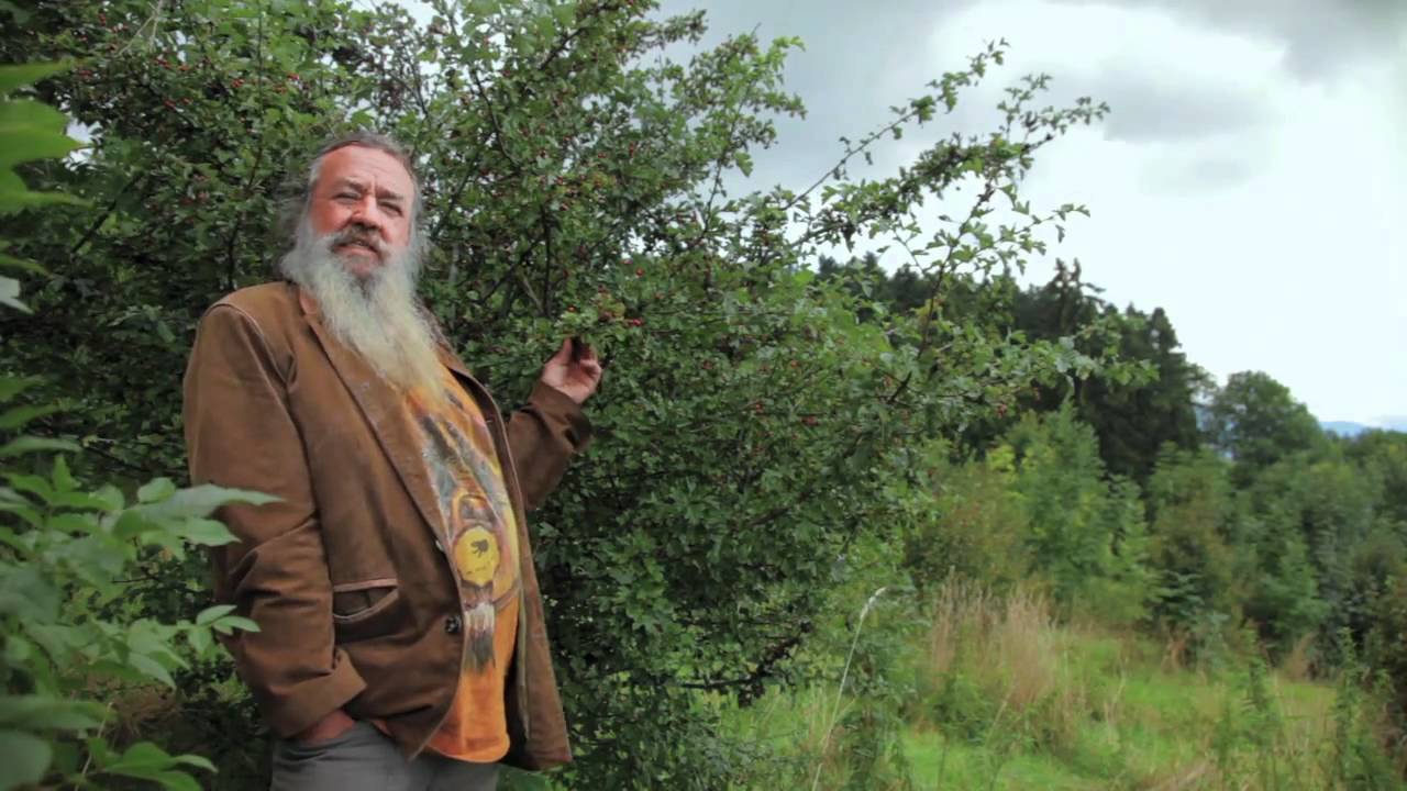 Pflanzen Der Kelten (eBook, EPUB) Von Wolf-Dieter Storl