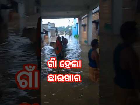 #ganhelachharakhara#shorts# #triballife #villagerlifestyle #odiavlogs#odishakhabar#shortvideo