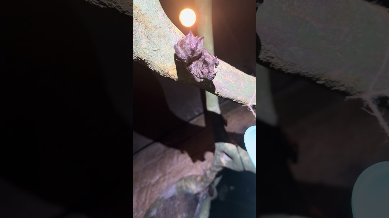 It’s Bat Appreciation Day, so let’s give it up for these heroes of the night! 🦇