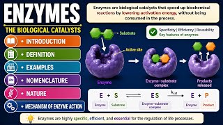 Enzymes Explained for Students | NCERT Chemistry, Biology Made Easy | Student Guide