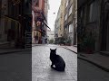 هذا القط هو زعيم المنطقة هناك إسطنبول مدينة القطط و الكلاب #istanbul #تركيا #اسطنبول #turkey