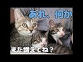 記録的猛暑の中、母猫に見捨てられた子猫を保護しました。（Part３）
