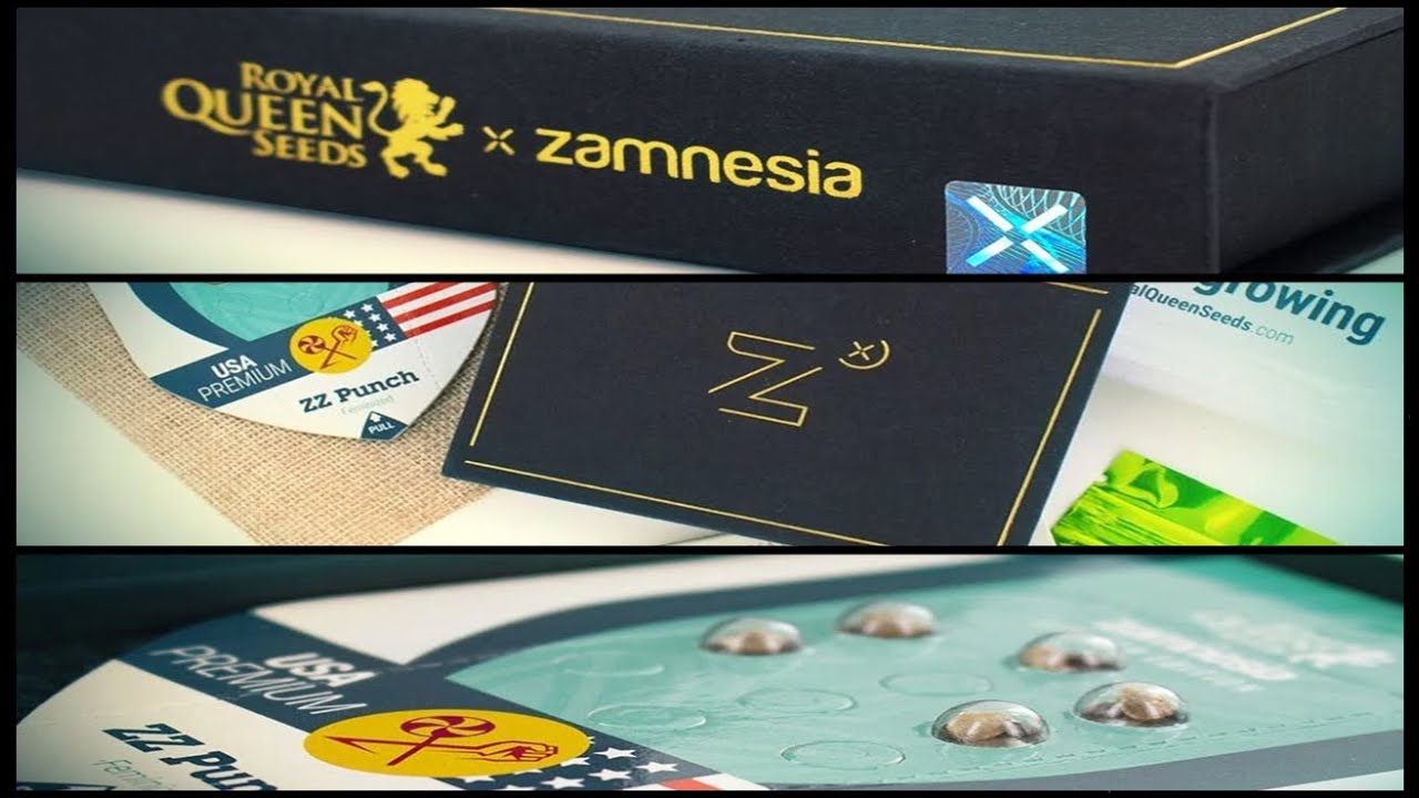 RQS Y ZAMNESIA CREAN UNA VARIEDAD JUNTOS | ZZ PUNCH 🪐