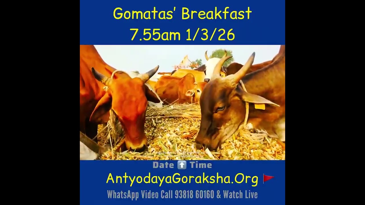 [01 Mar 2026] Morning Nivedana for the Rescued Gomatas 🙏