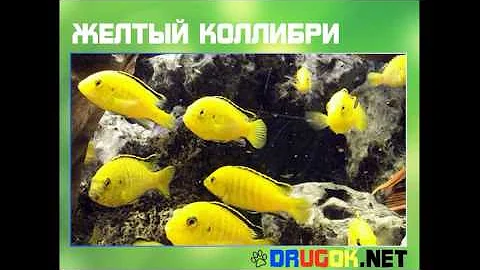 Желтый коллибри