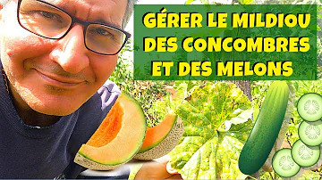 Pourquoi les feuilles de concombres blanchissent ?