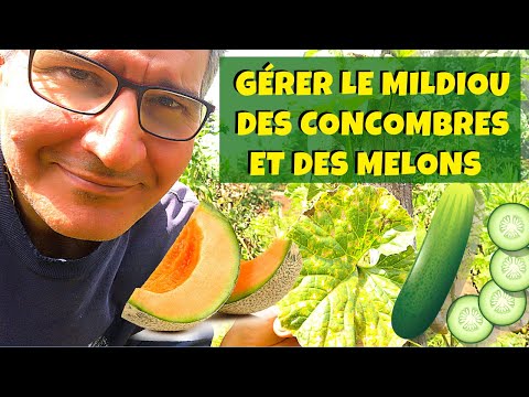 Vidéo: Anthracnose du concombre - Gestion de l'anthracnose dans les plants de concombre