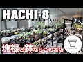 リールで有名なあのショップの実店舗が最高でした|塊根植物|作家鉢|HACHI-8
