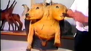 Video 1 - Colección De Animales Deformes - Museo Bar Central Llubí Mallorca