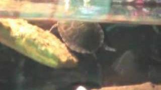 Mr. Turtle