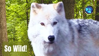 Wolves: Wild Grace — 3 Minutes of Calm, Native Flute & Nature