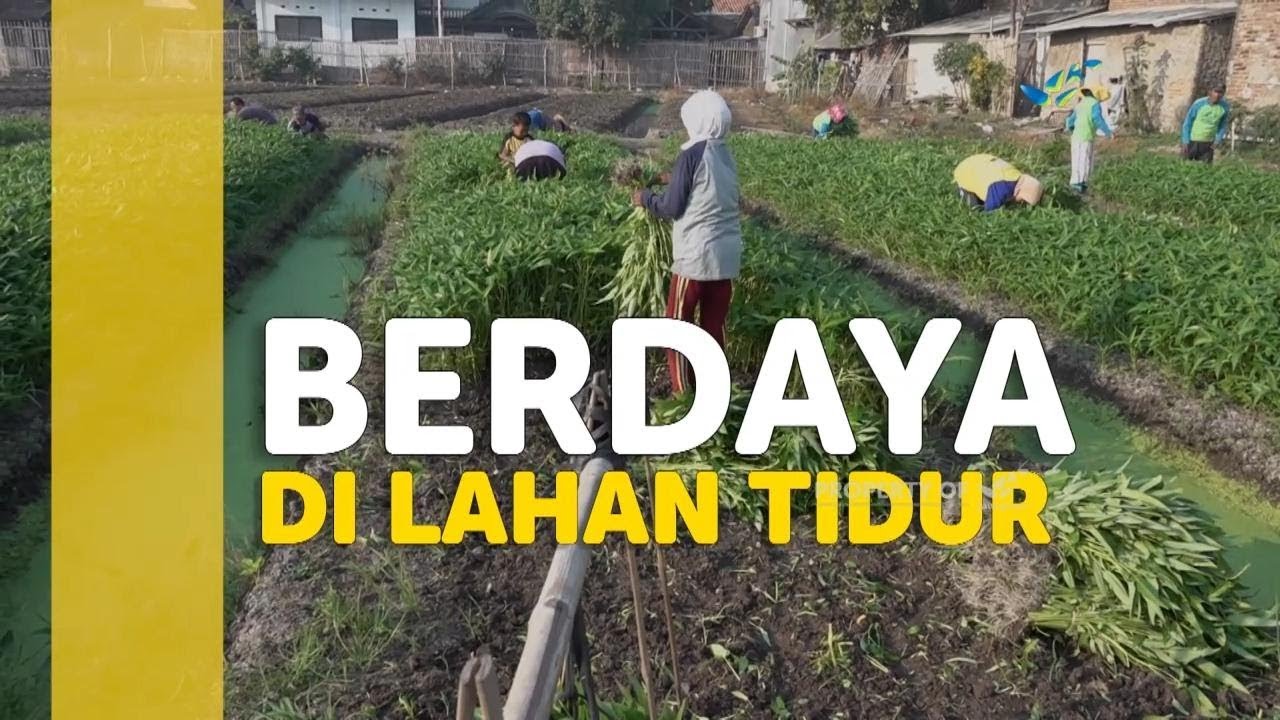 CARITA - Berdaya Di Lahan Tidur (338/4)