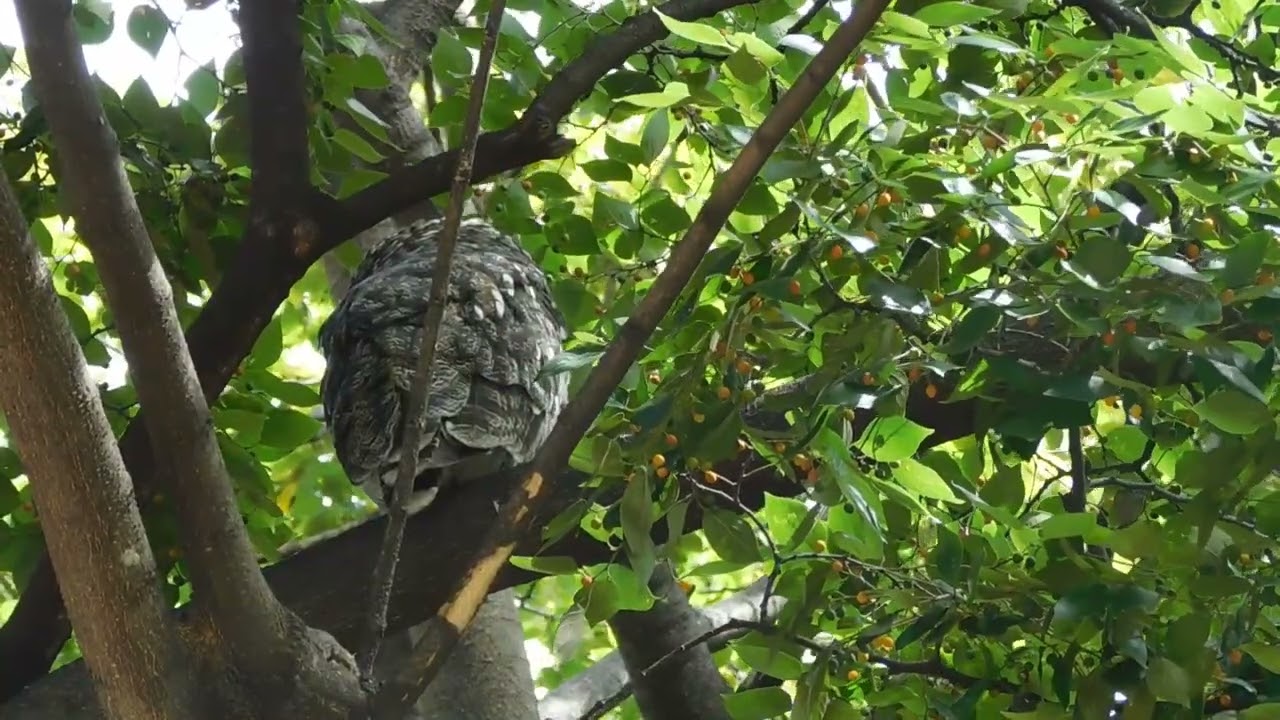 Strength in the Wind 🦉🌬️️ Mother Owl Prepares for a New Season