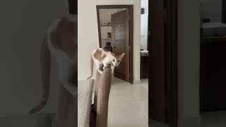 Noor is in full zoomies mode today! 🐾Watch him jump around like a tiny ball of energy 😹 #catlove