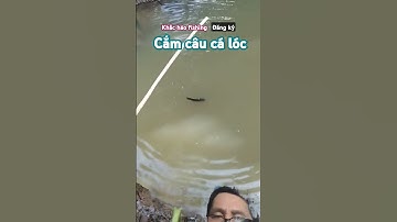 Cắm câu cá lóc .# shorts .