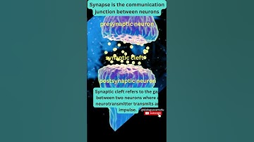 Synapse in Neuron 3D Animation | How Synapse works? Neuroscience@biologyexams4u