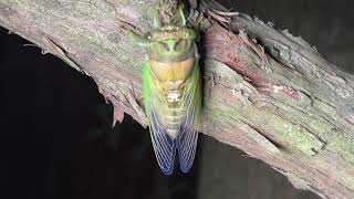Molted Morning Cicadas (Neotibicen tibicen tibicen)