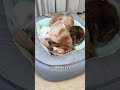 #DogGrooming #DogCare #CuteDogs #DogLovers #DogsOfYouTube #HappyDog 🎊 This kind of thickened 🪅 P16
