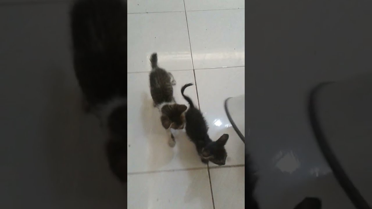 YAYAYAYAYAYA Cute Cat Youtube Shorts Kitten Dog Viral Trending Video