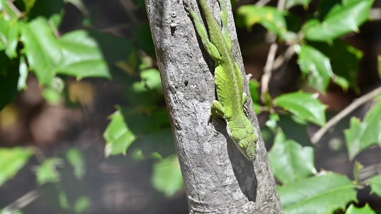 Slanted Rays on Clay