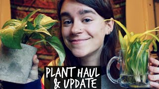 Houseplant Haul &amp; Update!