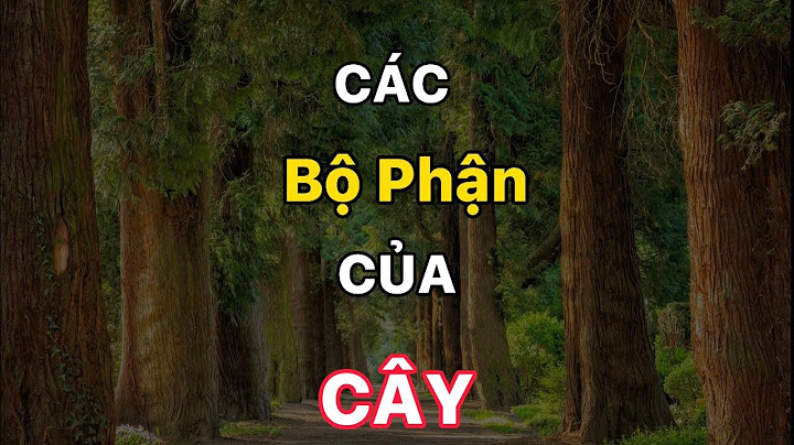 Cây thước tiếng anh gọi là gì năm 2024