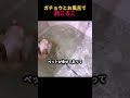 ガチョウとお風呂で起こるこ