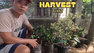 Harvest time ng mga bagong ficus bonsai material galing air layering o marcotting.