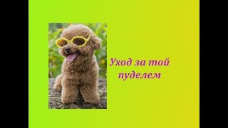 Уход за той пуделем.🐩🐕🐶 Собачка размером с игрушку Уход за той пуделем.🐩🐕🐶 Собачка размером с игрушку