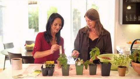 4.5 Growing a kitchen garden - Rita Bottini - Just Cook For Kids