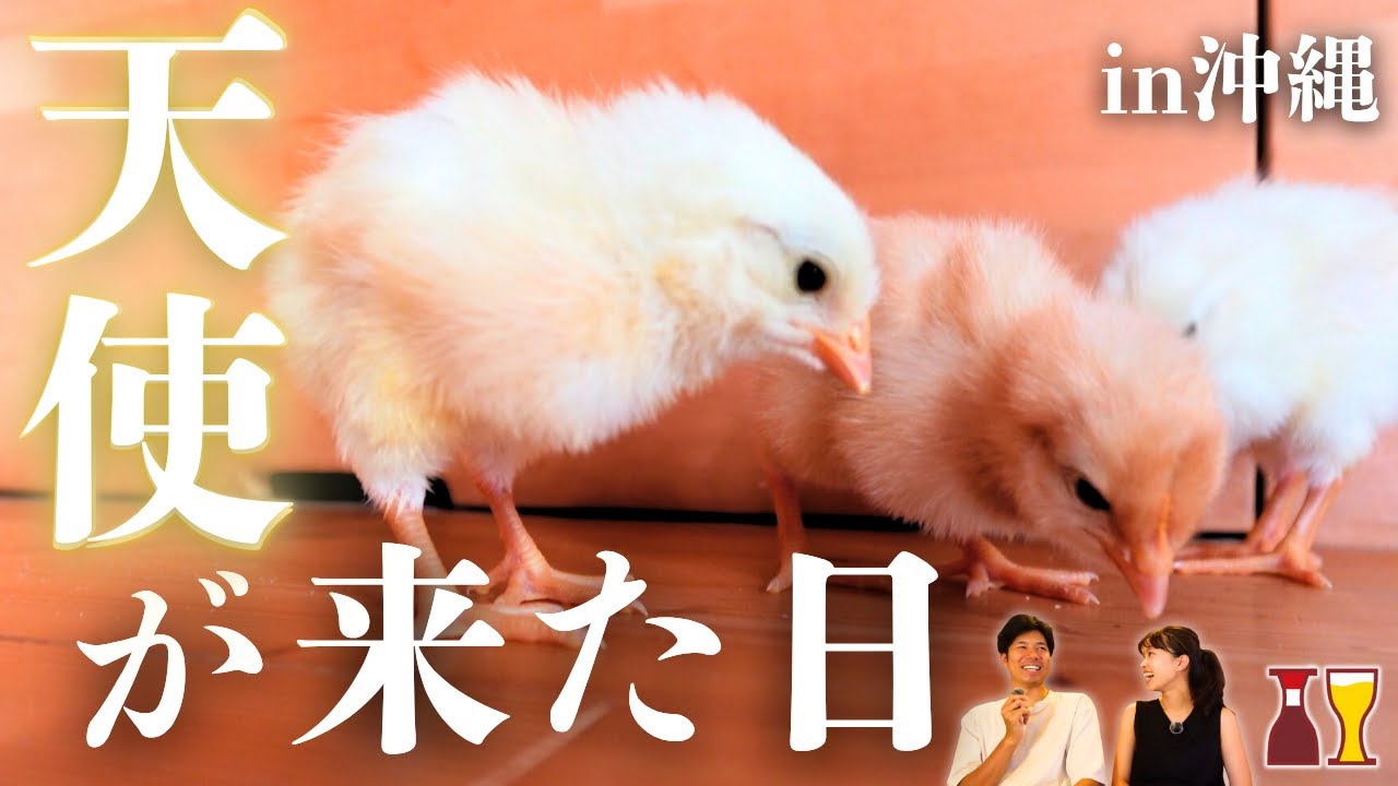 【日常激変】ヒヨコ3羽との新生活｜夫婦で決断したワケ