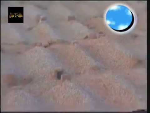 ليس الغريب غريب مشاري بن راشد العفاسي