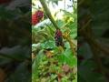 Who loves mulberry?#mulberries #fruit #youtubeshorts