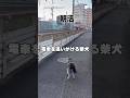 電車を追いかける柴犬に気づいた運転士さん…まさかの神対応　#柴犬　#犬　#柴犬のいる暮らし #電車　#可愛い犬のサムネイル