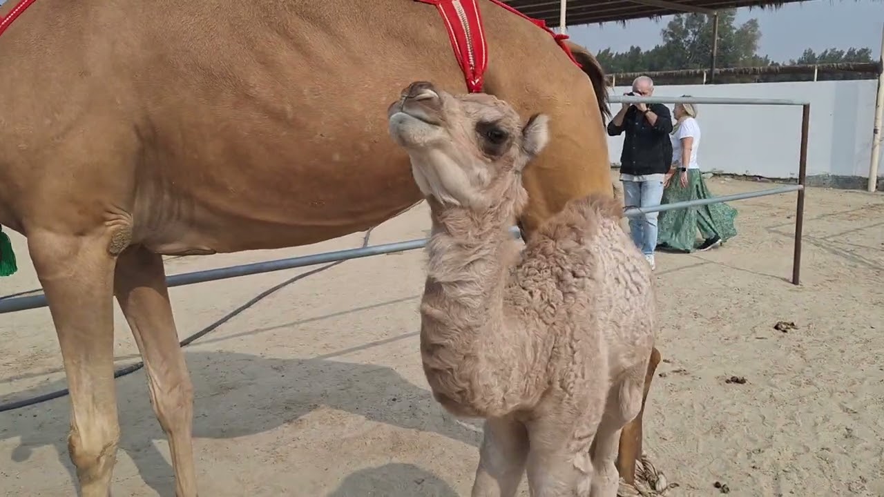 🐪Camel Farm 🐪BAHRAIN🐪Persian Gulf🌏