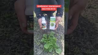 #дача #насіння