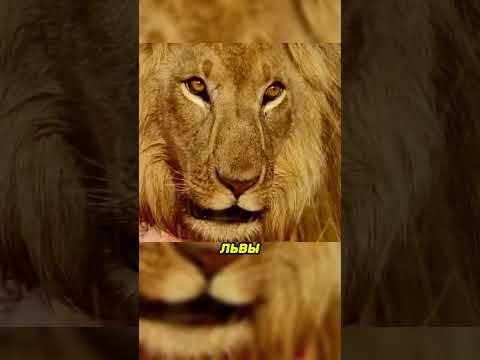 Они украли мясо прямо у 15 львов 😱