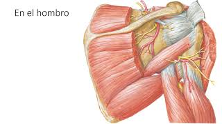 Motor innervation of the upper limb.