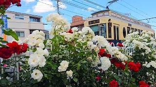 [4K] Tokyo Tram Rose Walk | Beautiful Rose Gardens along Arakawa Tram Line, Tokyo, Japan