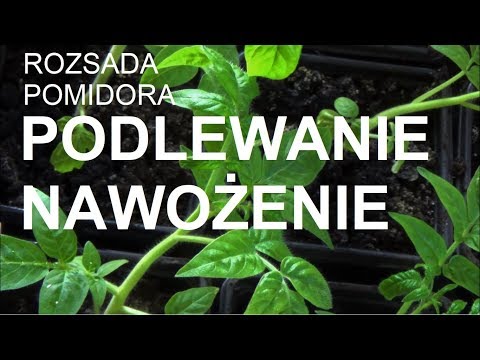 PODLEWANIE I NAWOŻENIE ROZSADY POMIDORA